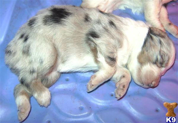 Puppies in IA